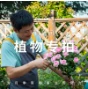 天狼 2.8升盆月季专属花卉盆栽苗链接盆栽绿植阳台