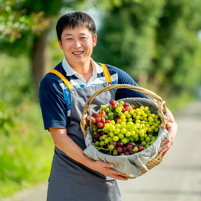 天狼 食用葡萄盆栽苗阳光玫瑰妮娜皇后庭院花园果树