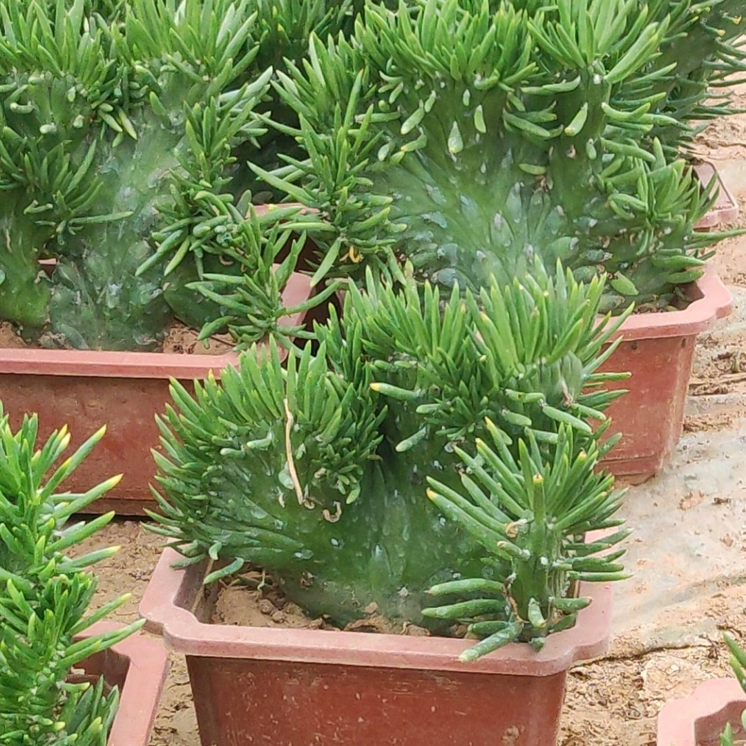 将军柱缀化仙人掌多肉植物秋季花卉绿植办公桌阳台新手好养防辐射