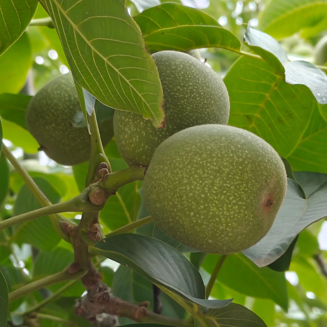 甘肃天水青皮大核桃5带箱5斤装青皮脆桃砀山梨乒乓球