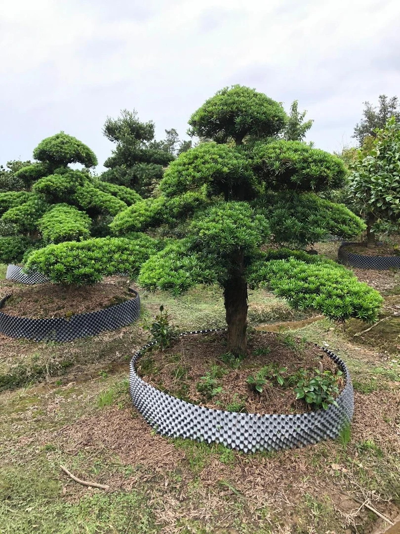 庭院绿化罗汉松蚂蝗小叶石楠花四季常青园林景观耐寒一物一拍盆景