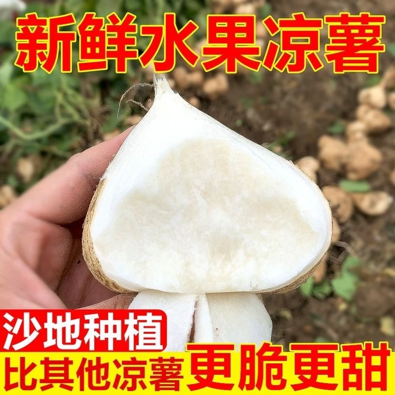 正宗凉薯广西地瓜沙地白地瓜3/5斤新鲜现挖脆甜沙葛鲜嫩