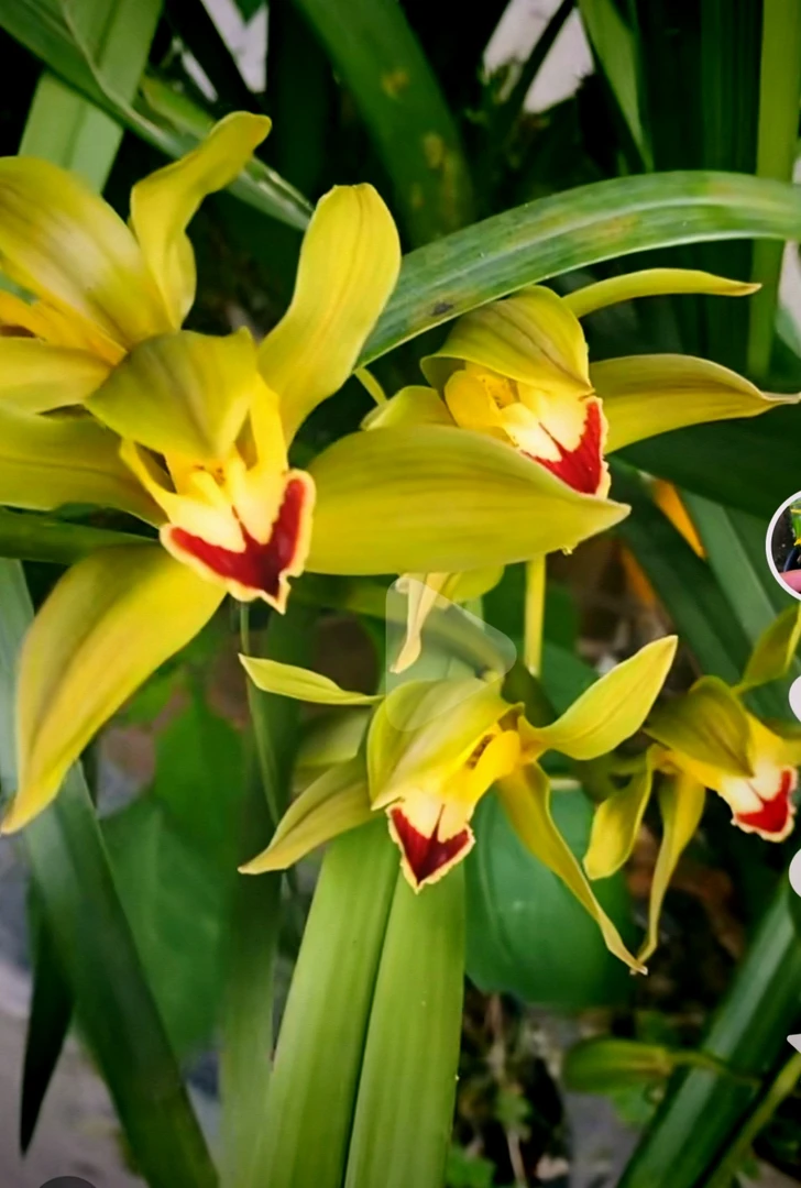 红嘴鸥（可自行下单）