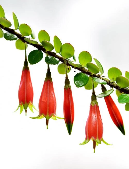 小叶树萝卜，五翅梅，吊金钟