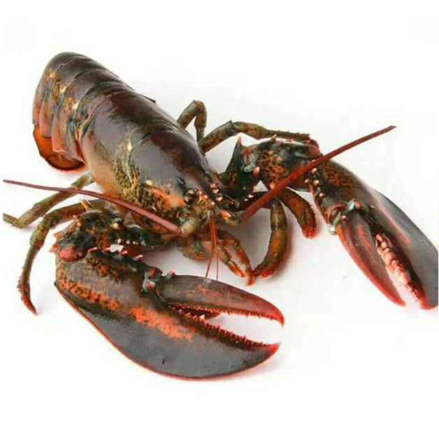 【红山店】鲜活波士顿龙虾-现场称重