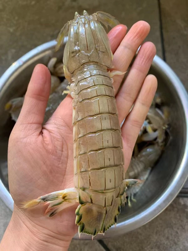 红山店-鲜活大号皮皮虾(蒸熟即食富贵虾濑尿虾)