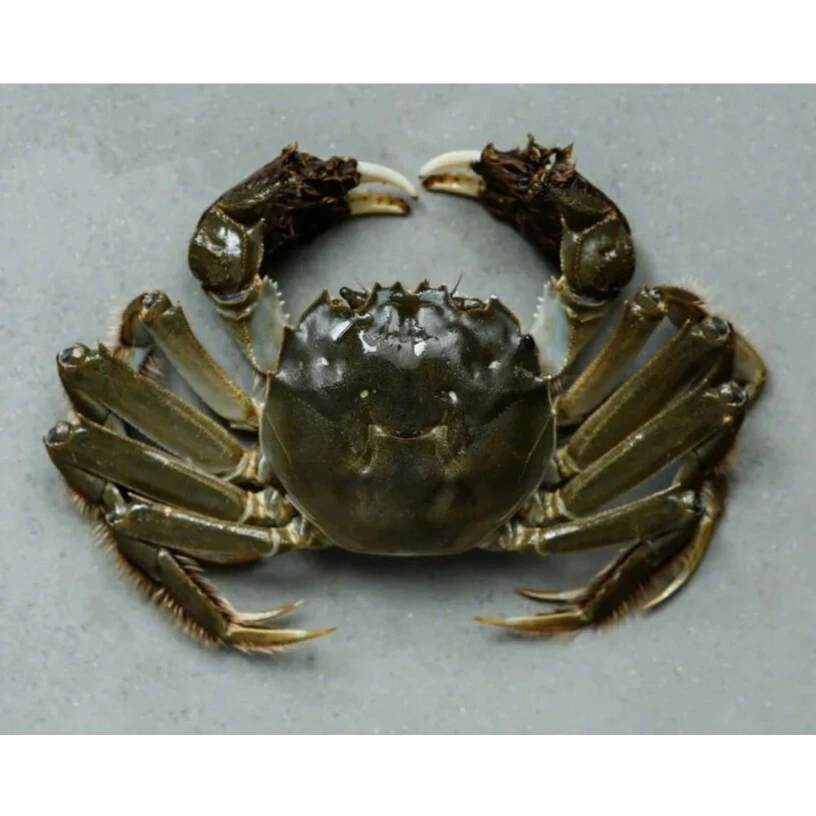【红山店】鲜活~1两母河蟹