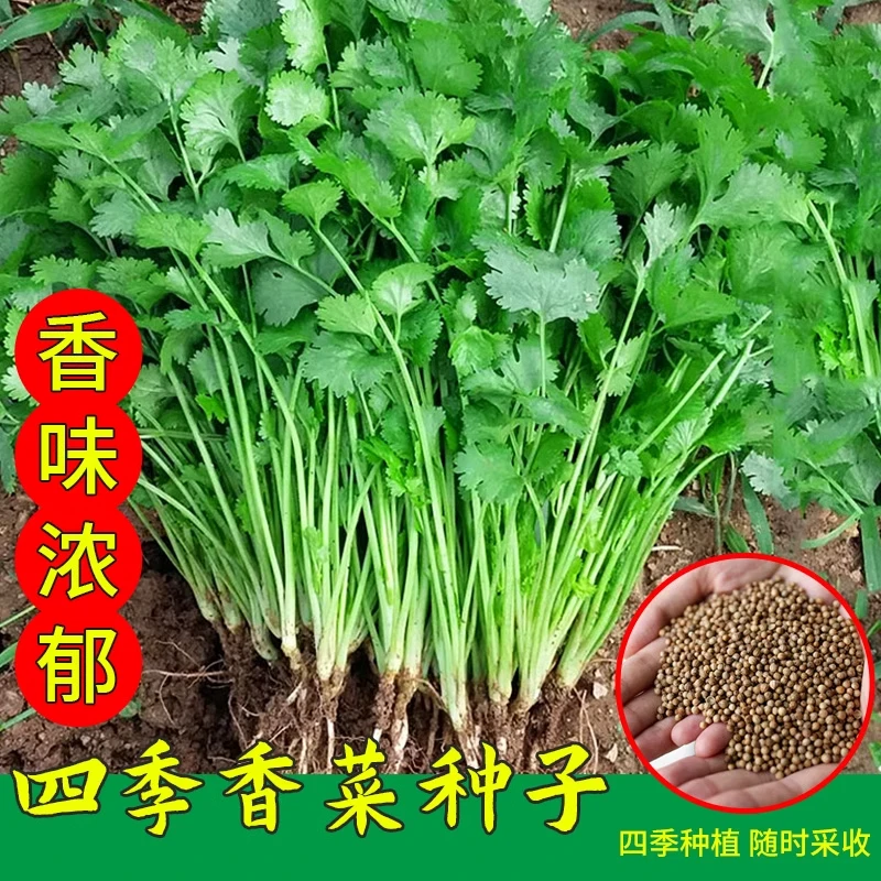 香菜种子四季速生芫荽家庭室内盆栽香菜种籽播种简单耐旱蔬菜种籽