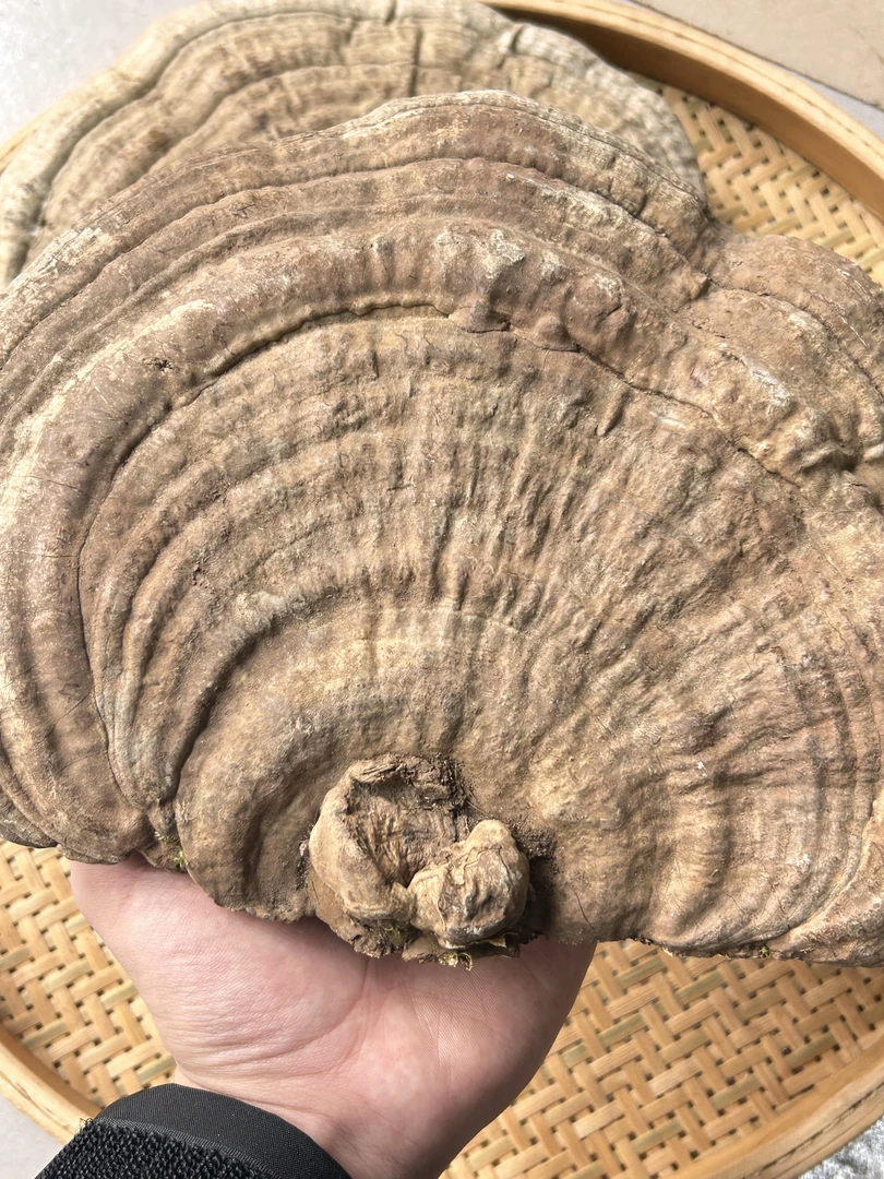 【云南特产野货平盖灵芝】煲汤煮水