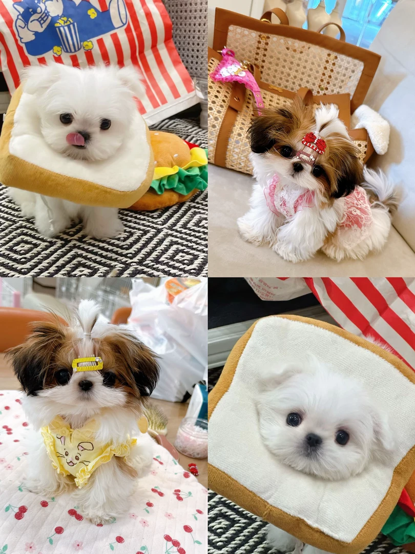 四季有宠 YOKI PET