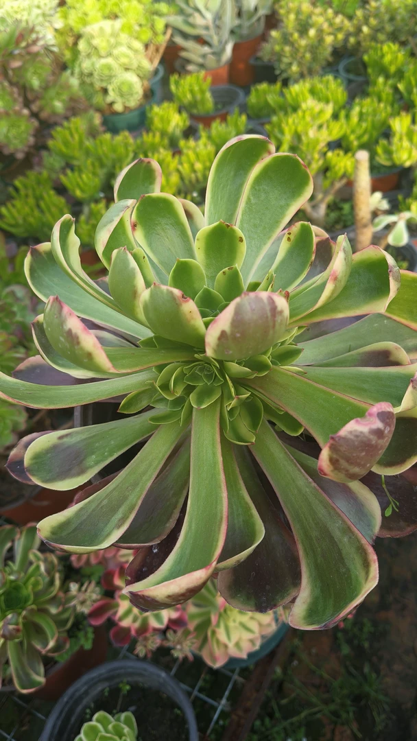 欧佳丽多肉法师锦