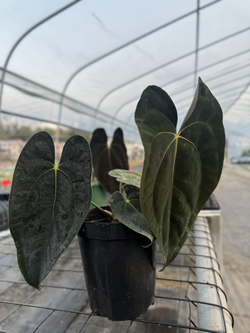 TE.Plants｜进口原桩加通湖papi花烛 天南星科热带植物一物一拍