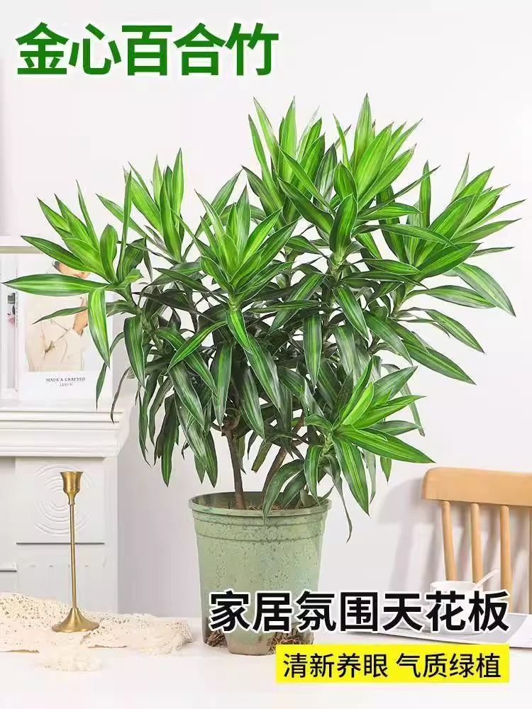 金心百合竹室内客厅绿植盆栽院客厅阳台四季好养庭种植植物