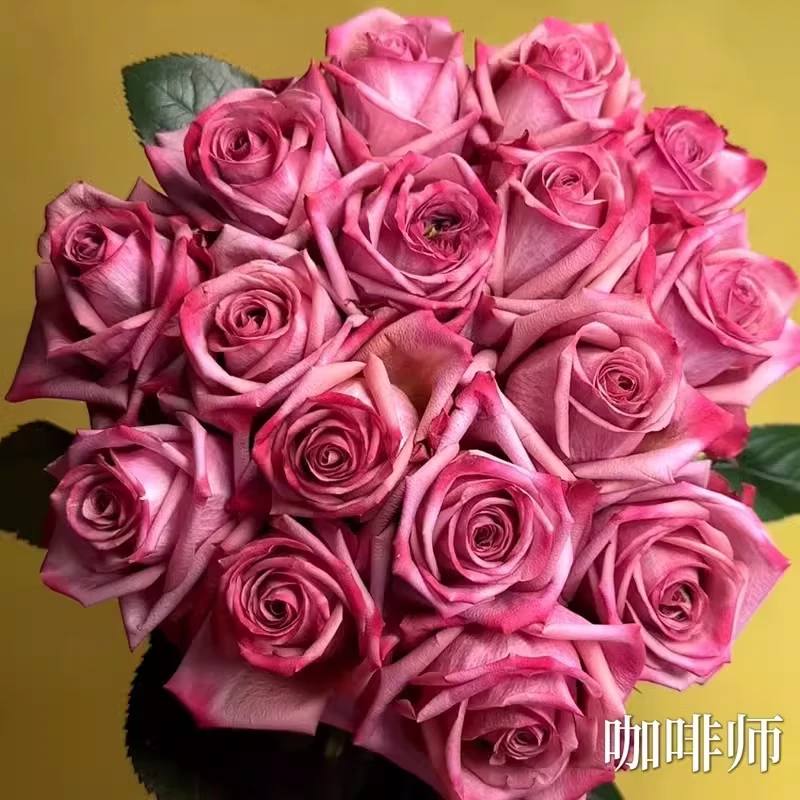 咖啡师 直立切花玫瑰复古大花花期长多季开花阳台庭院花园月季