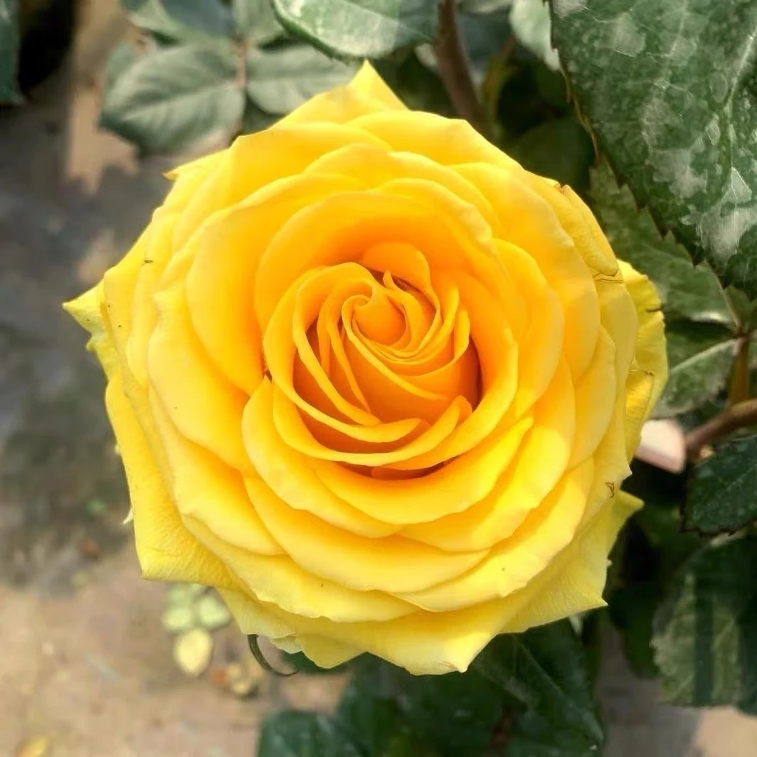 黄油 直立切花黄色玫瑰花多季开花阳台庭院花园月季