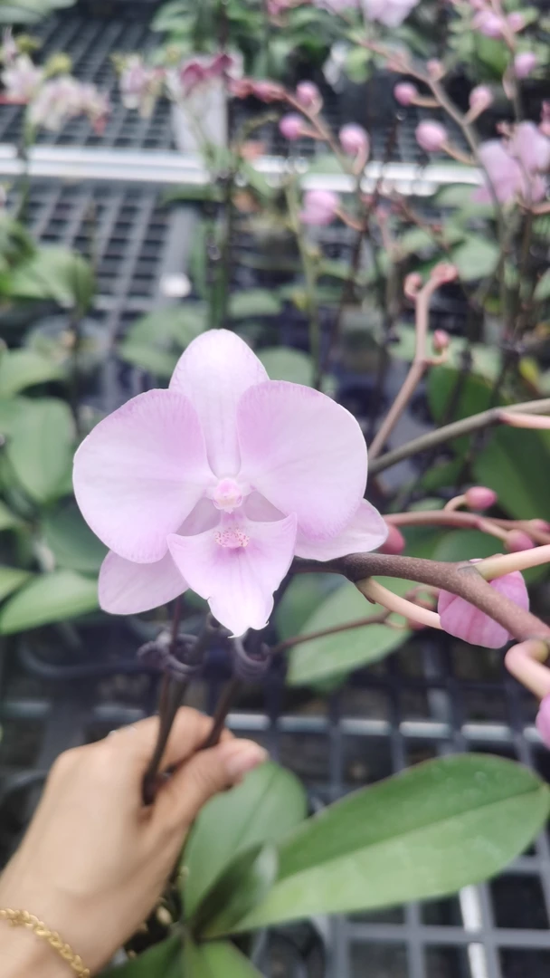 新品：神仙姐姐 3.0寸杯 双剑全花苞