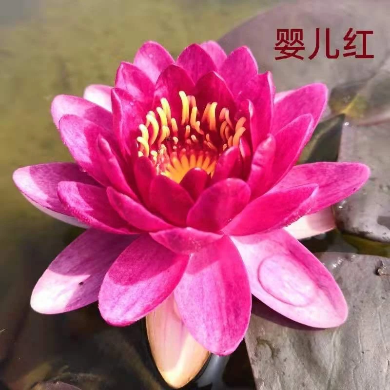 婴儿红［中小型 丰花］耐寒睡莲带花带苞发货带花庭院阳台水缸水池