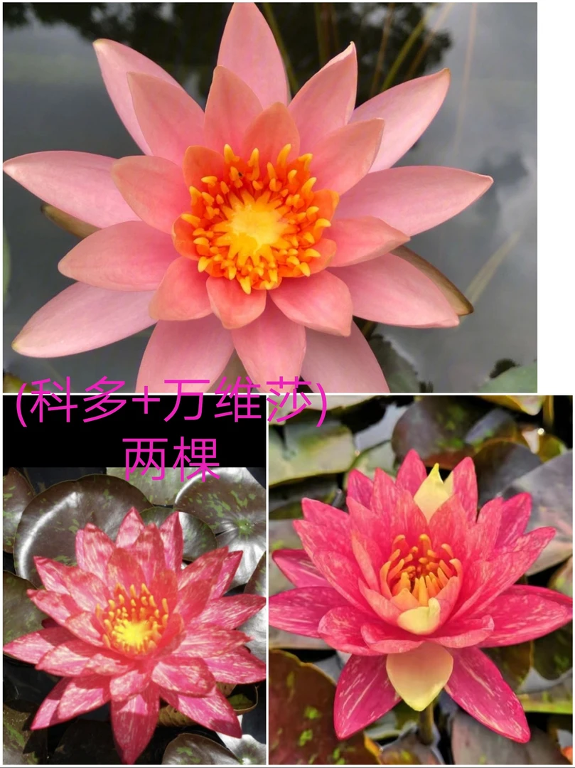 (万维莎+科多)进口耐寒睡莲带花苞水缸水池鱼塘庭院阳台水培植物