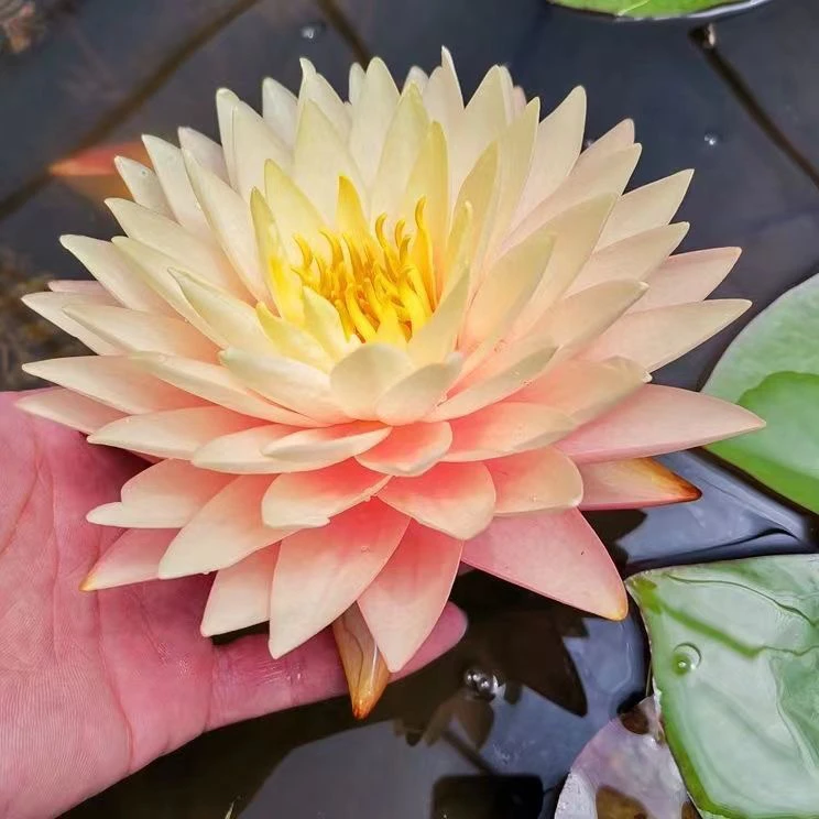 （羞涩新娘）大型耐寒对版睡莲水培植物水缸鱼池