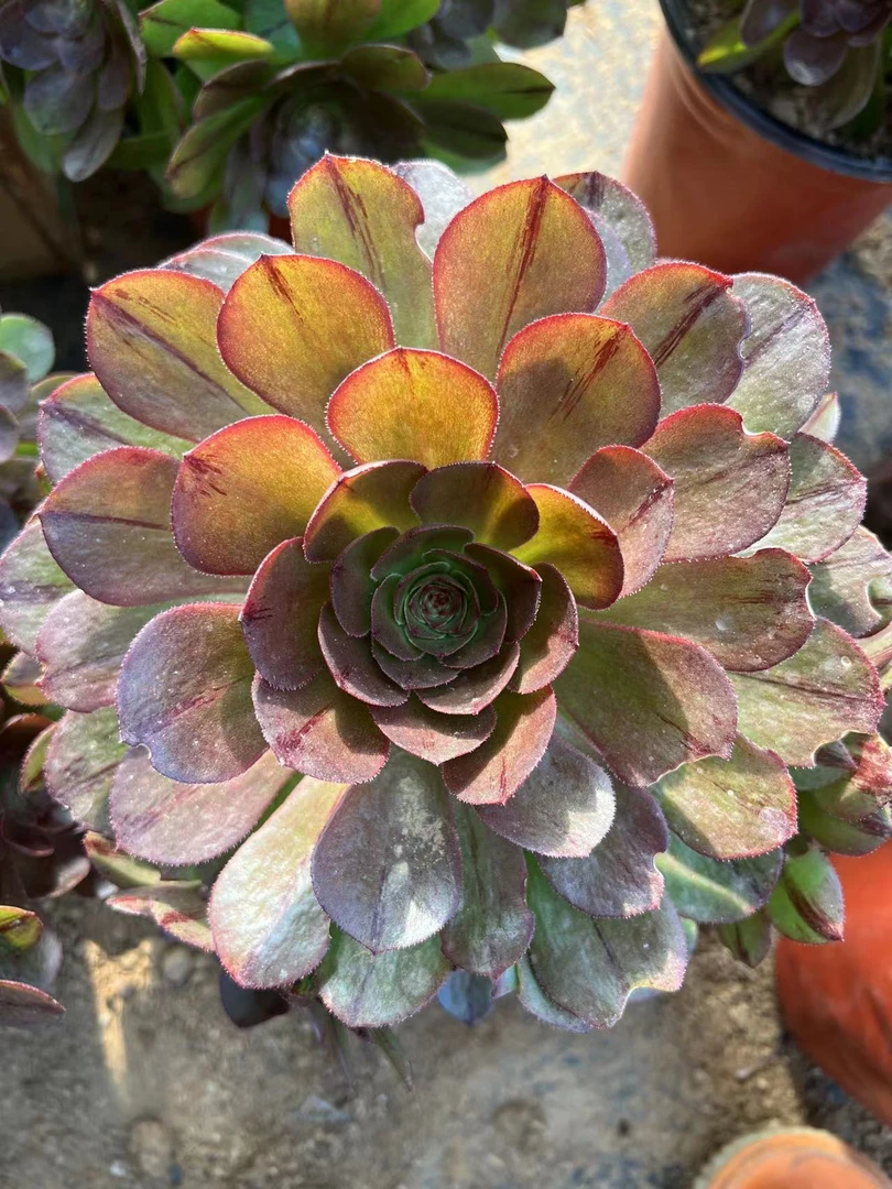 多肉植物莲花座艳日辉多肉万圣节拉丝
