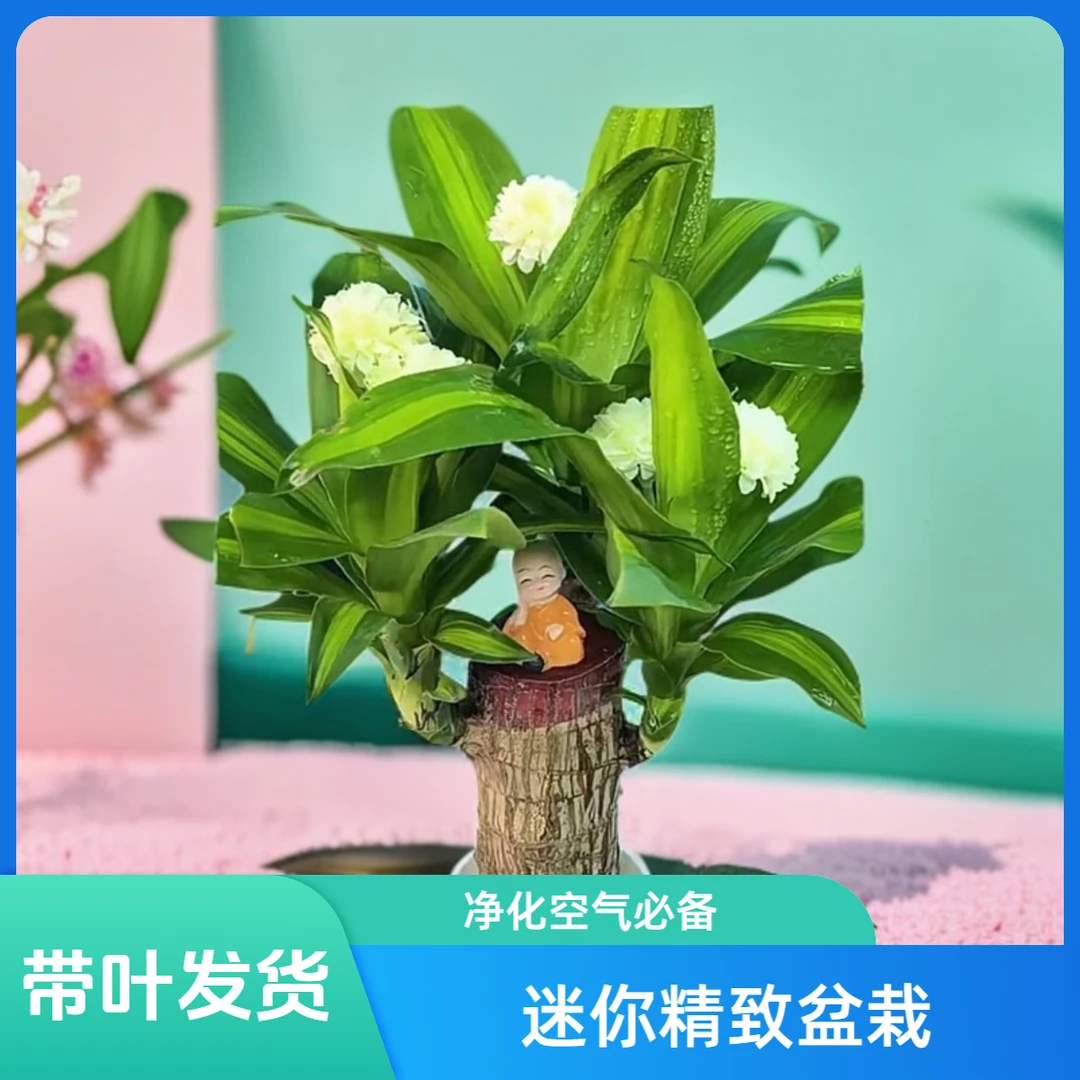 基地直发【带叶发货】加粗加高巴西木幸运木可开花水养土培水培植物