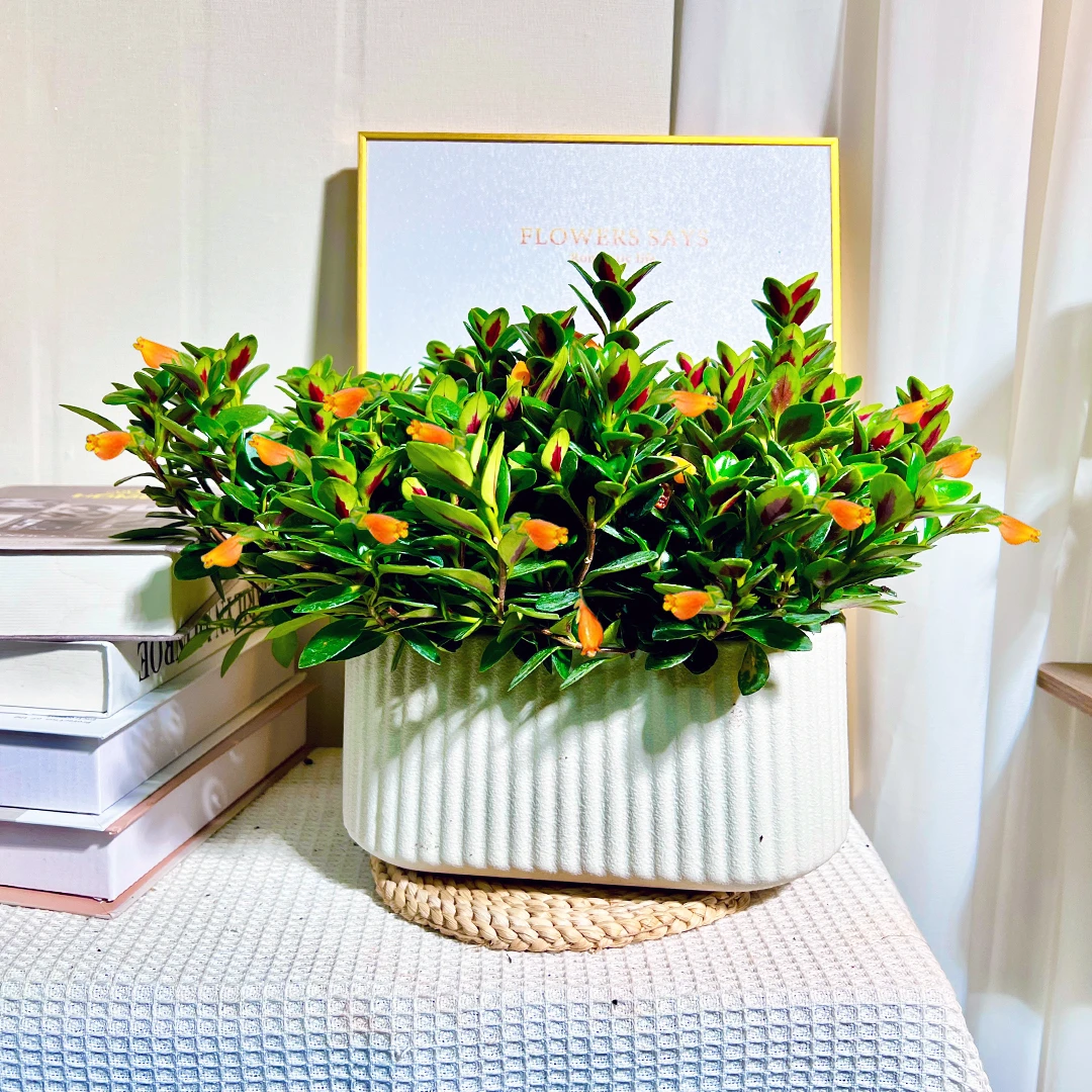 【金鱼吊兰盆栽】四季开花长青办公室桌面小绿植室内盆栽水培植物