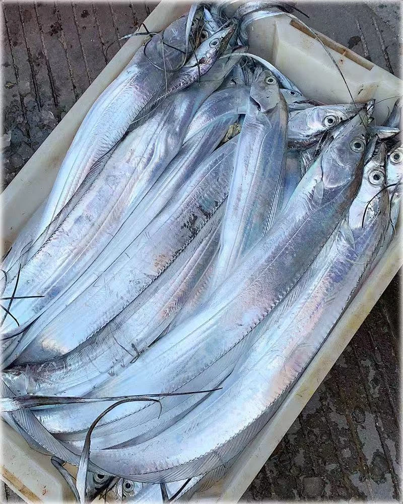 钓本地带5斤装 鳞全 肉宽肉厚 无骨球 介意破肚勿拍