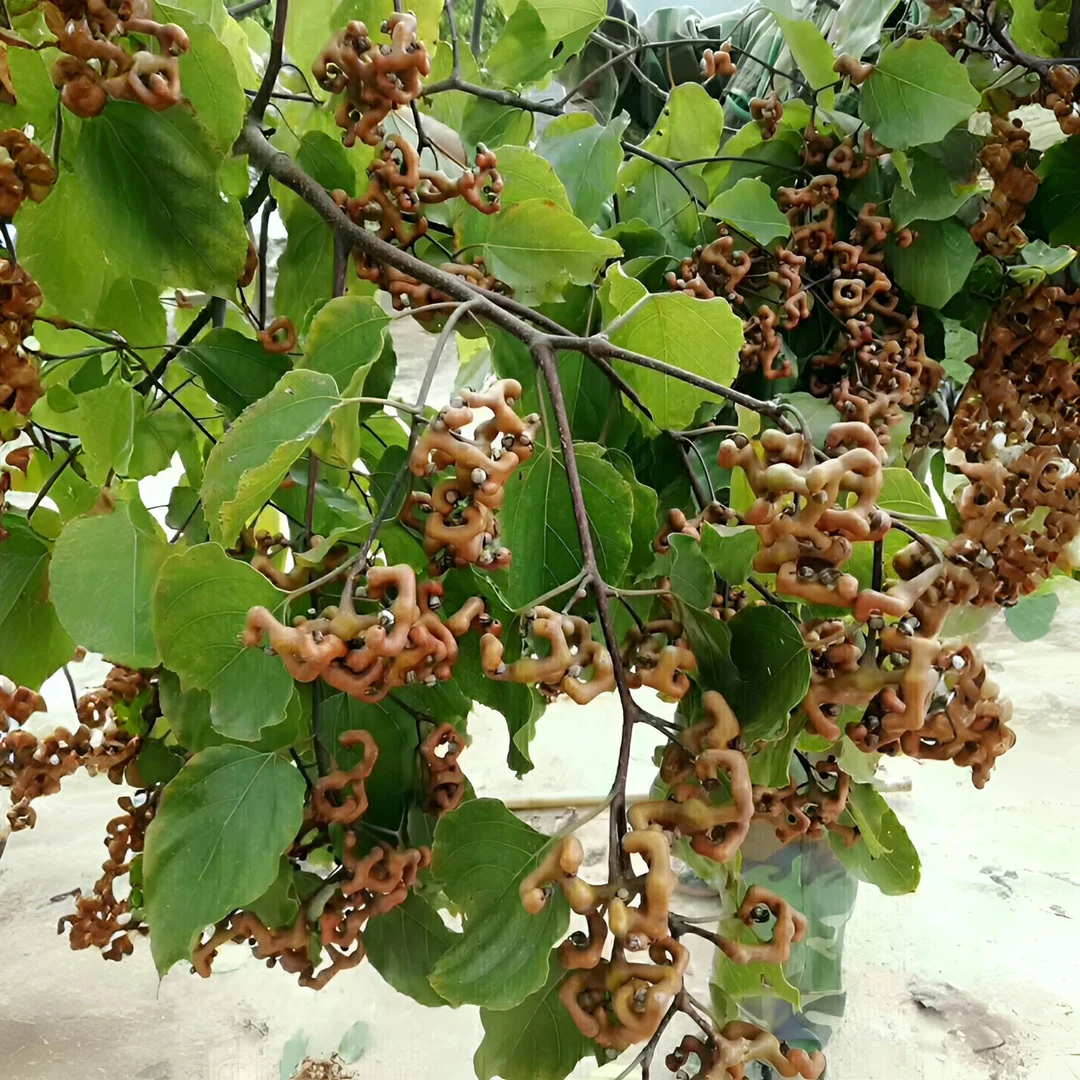 广西万寿果 拐枣 鸡爪果