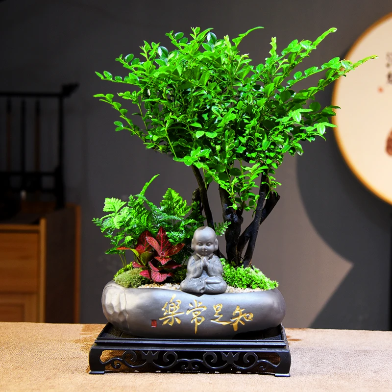 禅意小叶紫檀室内好养盆景盆栽绿植花卉客厅茶几意境美观自然植物