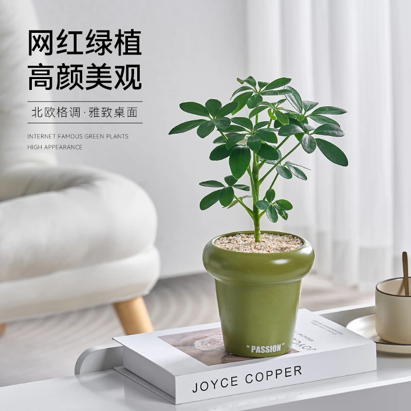 鸭脚木盆栽北欧风花卉时尚简约室内办公桌面绿植创意迷你小植物