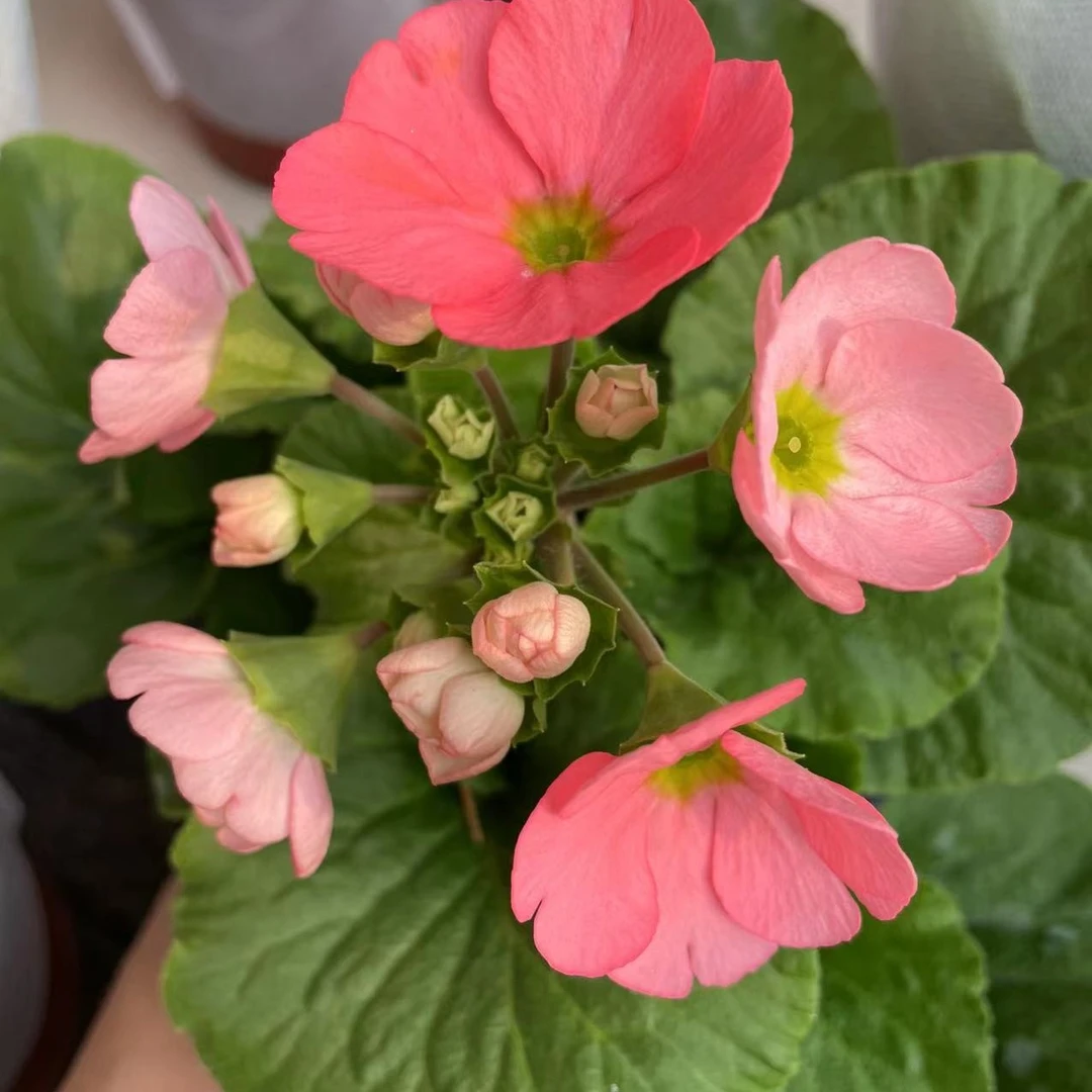 四季樱草盆栽植物耐寒抗冻阳台庭院易养多年生四季开花