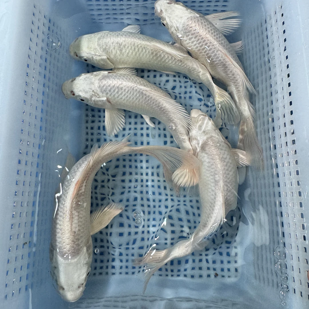 白金蝴蝶鲤观赏鱼锦鲤好养耐活