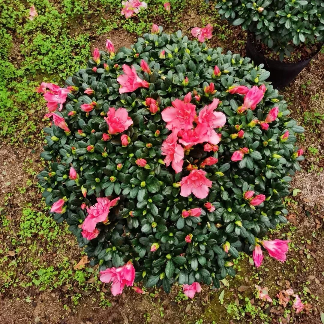 蘑菇型粉色杜鹃花老桩带花苞发货四季开花室内盆栽庭院地栽好养