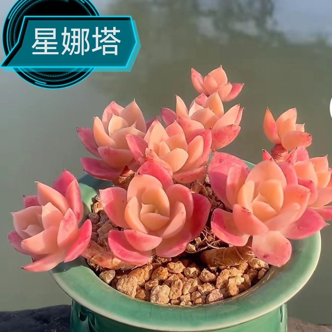 101-150多肉清棚断枝断头瑕疵不售后