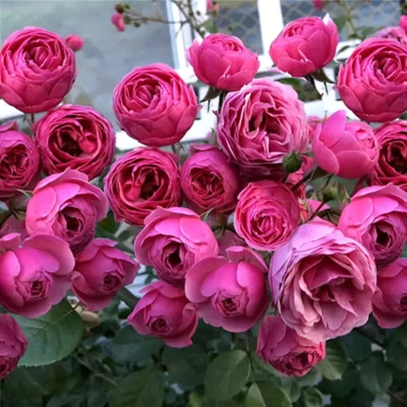 艾拉绒球爬藤月季爆花多季分枝能力强