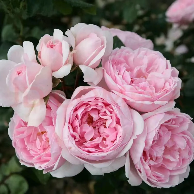 顺丰包邮粉伍德爬藤月季花月季玫瑰花鲜花大花浓香多季耐热抗性好