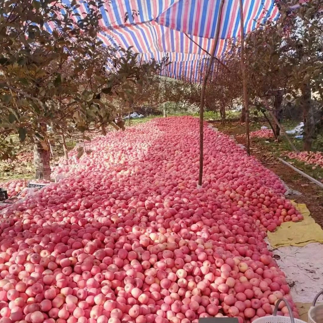 YANAN APPLE/延安苹果正宗延安苹果富县产地新鲜脆甜多汁整箱包邮