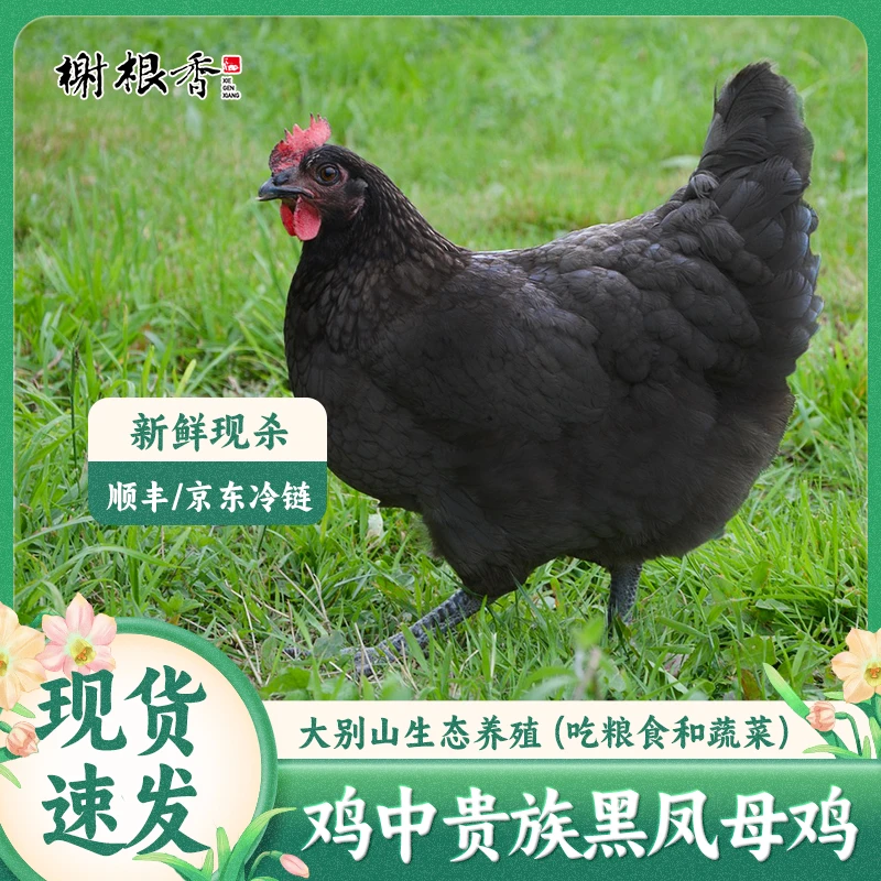 【至臻黑凤】黑凤黄油老母鸡散养700天两只毛重8斤净重5.5斤以上T1