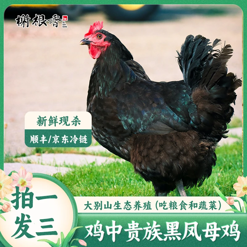 【至臻黑凤鸡】3只毛重12斤二年黑凤黄油老母鸡净重7.5斤左右K