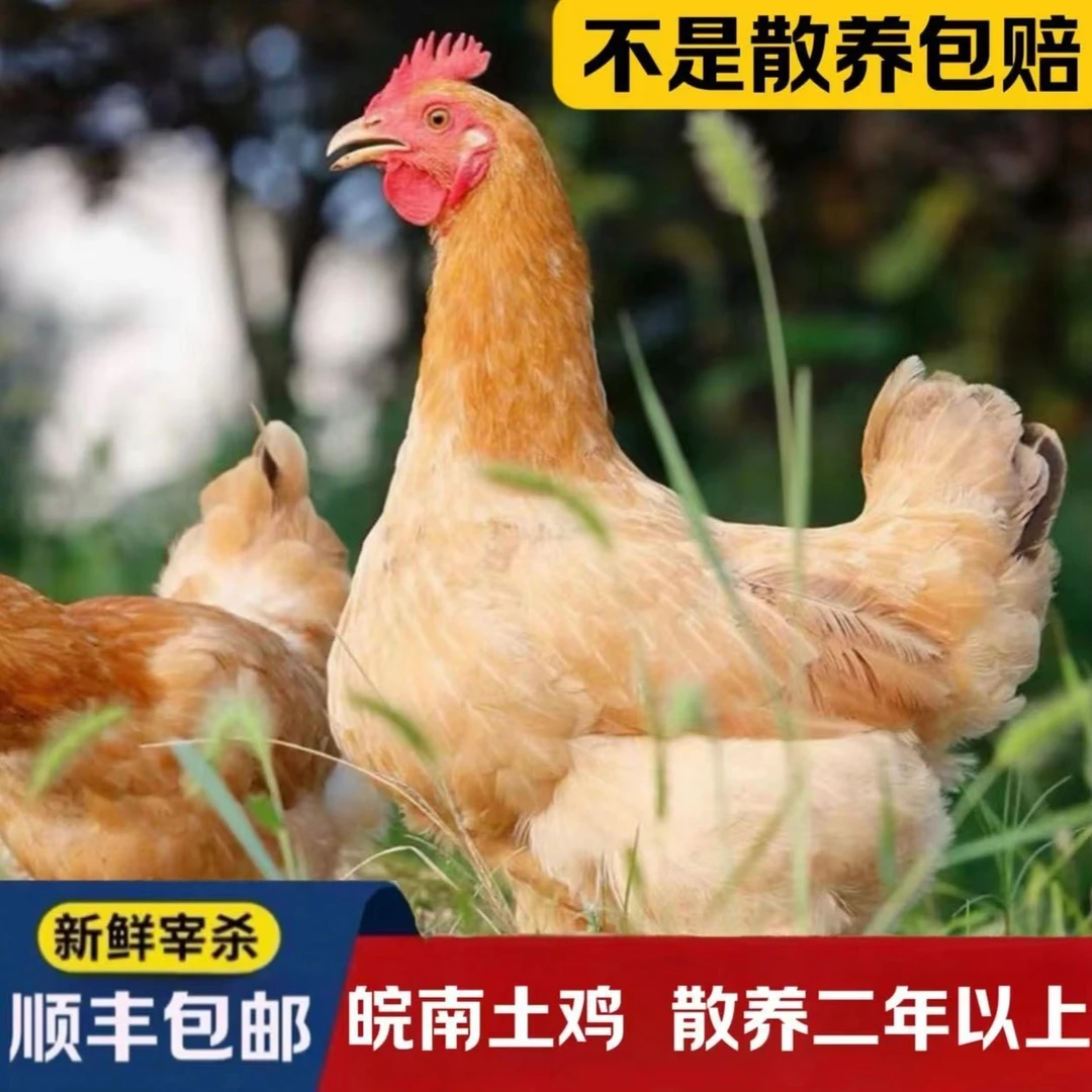 皖南土鸡农家散养黄油老母鸡现杀现发顺丰冷链包邮7.5斤左右