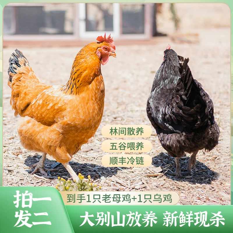 【土鸡组合】黄油老母鸡+乌鸡五谷喂养现杀现发两只4.6-5斤左右