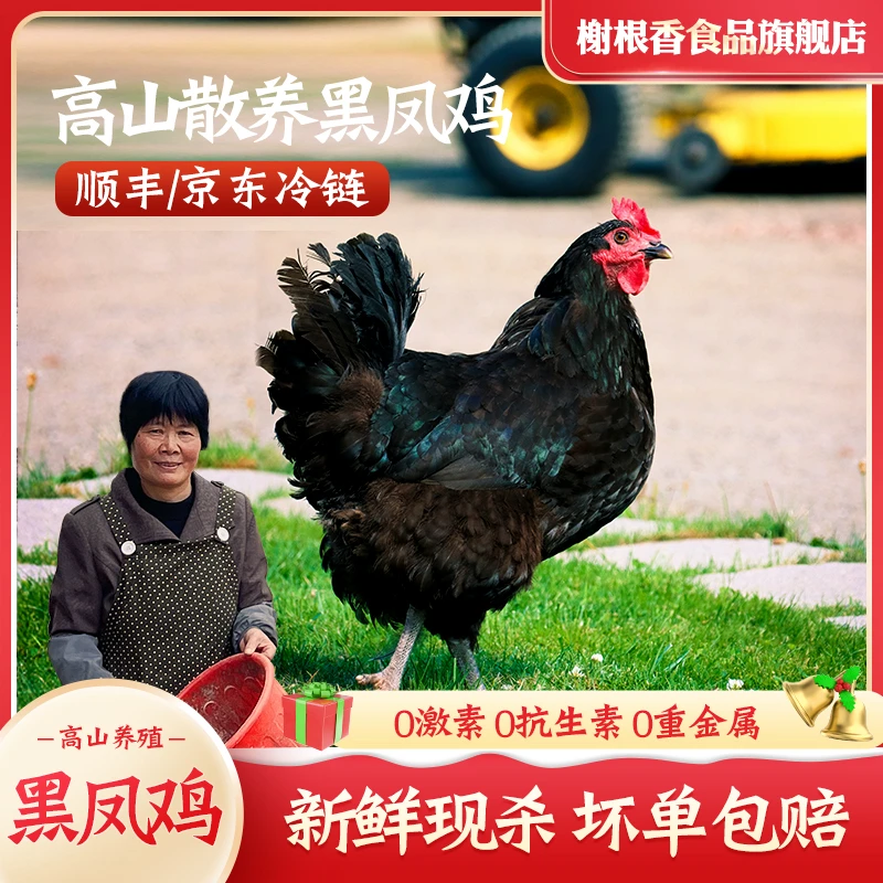 【至臻黑凤鸡】黑凤黄油老母鸡至美滋味传统散养700天顺丰冷链包邮。