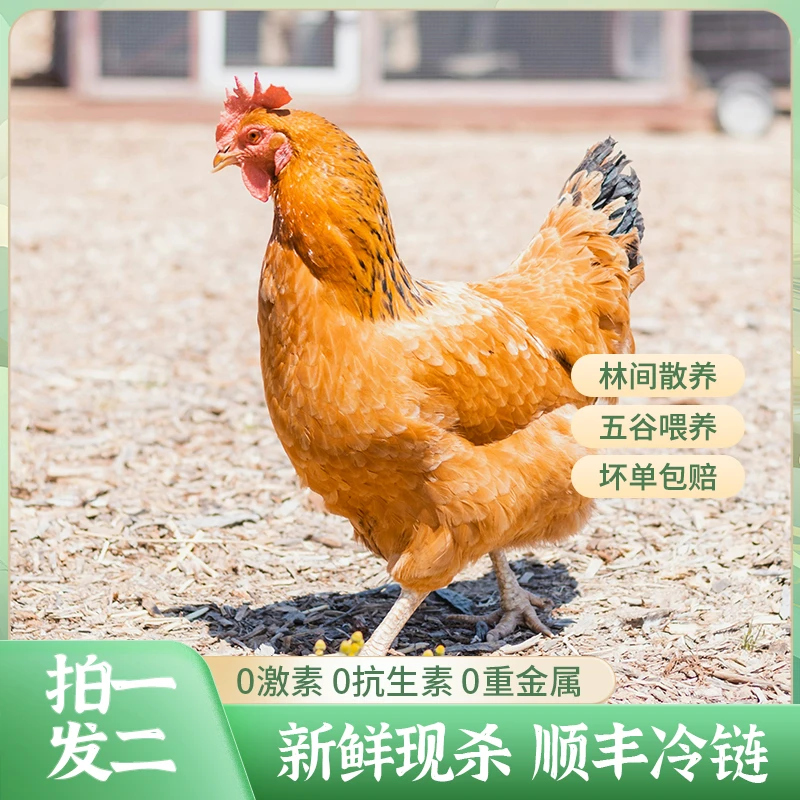 【拍一发二】黄油老母鸡果林散养土鸡现杀现发2只净重4.5斤-5斤左右