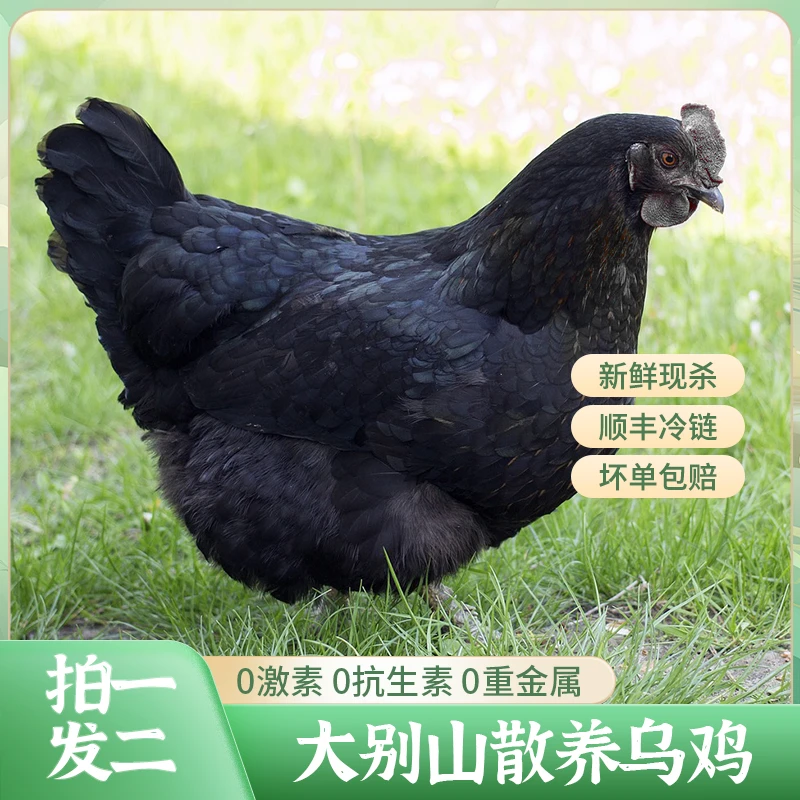 【拍一发二】乌鸡林间散养果木喂养土鸡现杀现发单只净重2.5斤左右
