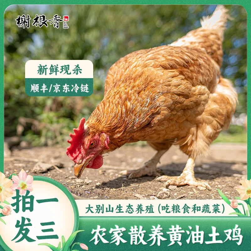 黄油老母鸡果林散养土鸡现杀现发3只净重6斤左右