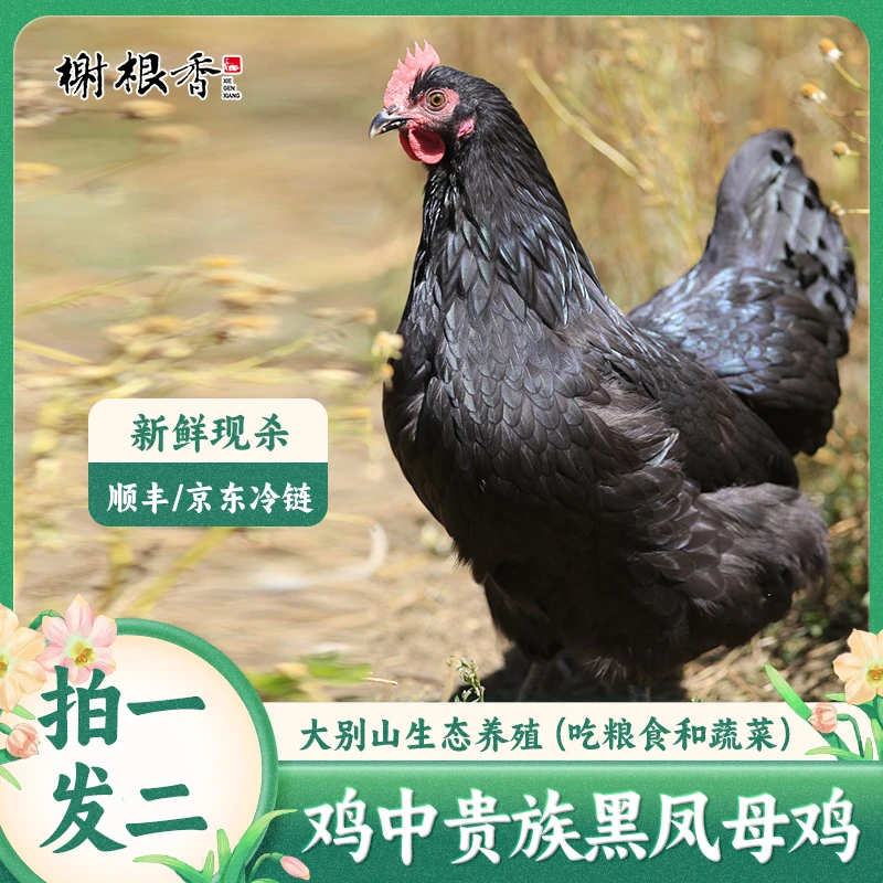 【至臻黑凤】黑凤黄油老母鸡 散养700天 两只毛重8斤 净重5.5斤以上