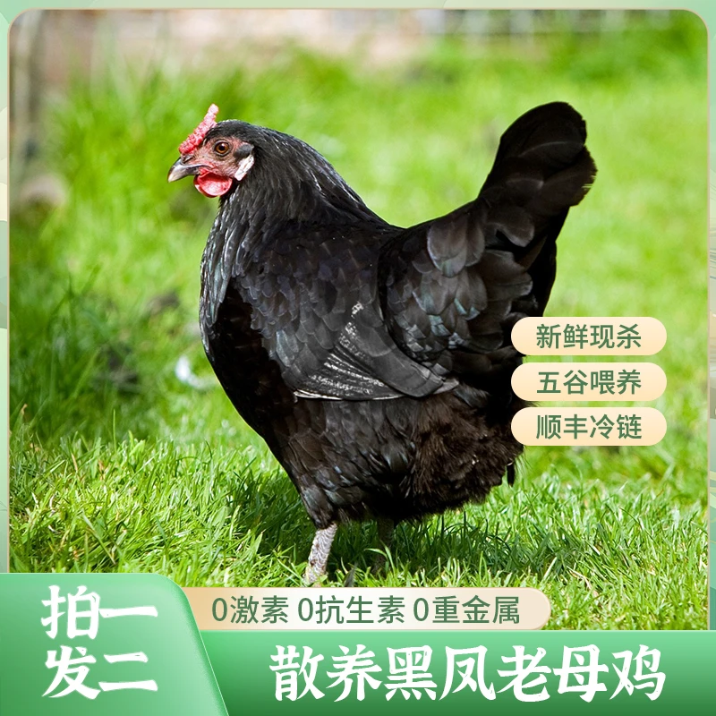 【至臻黑凤鸡】黑凤黄油老母鸡至美滋味传统散养700天顺丰冷链包邮