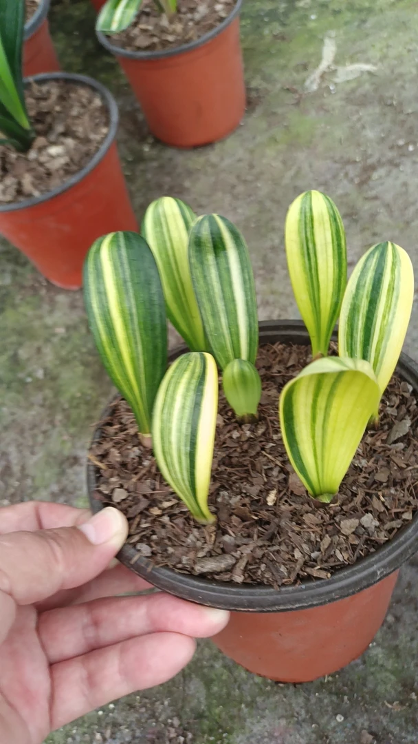 彩艺君子兰彩兰鸳鸯兰立板短叶室内绿植包邮