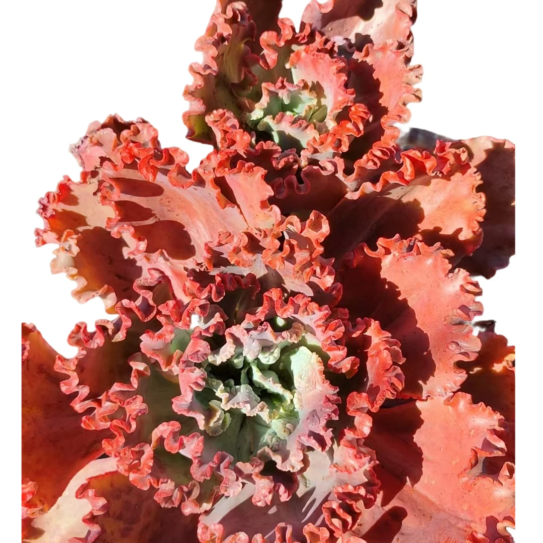 精品多肉 女王花笠