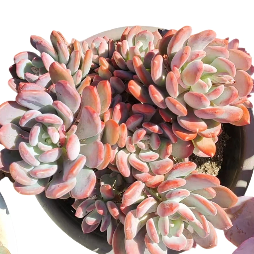 精品多肉 灰姑娘